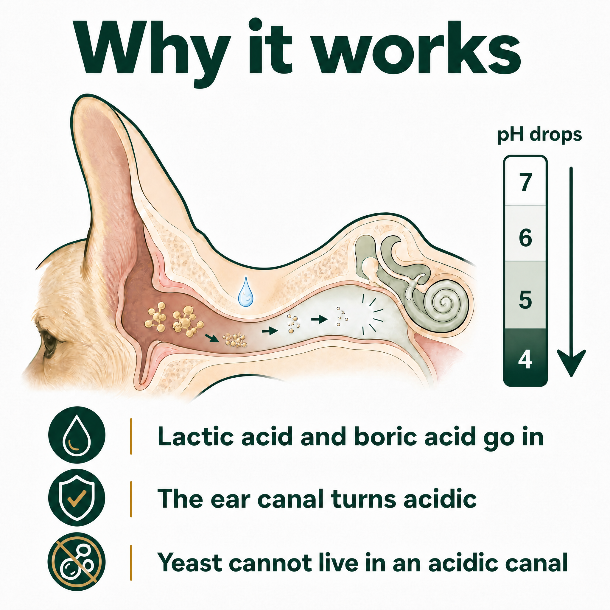 Ear Cleaner for Dogs & Cats